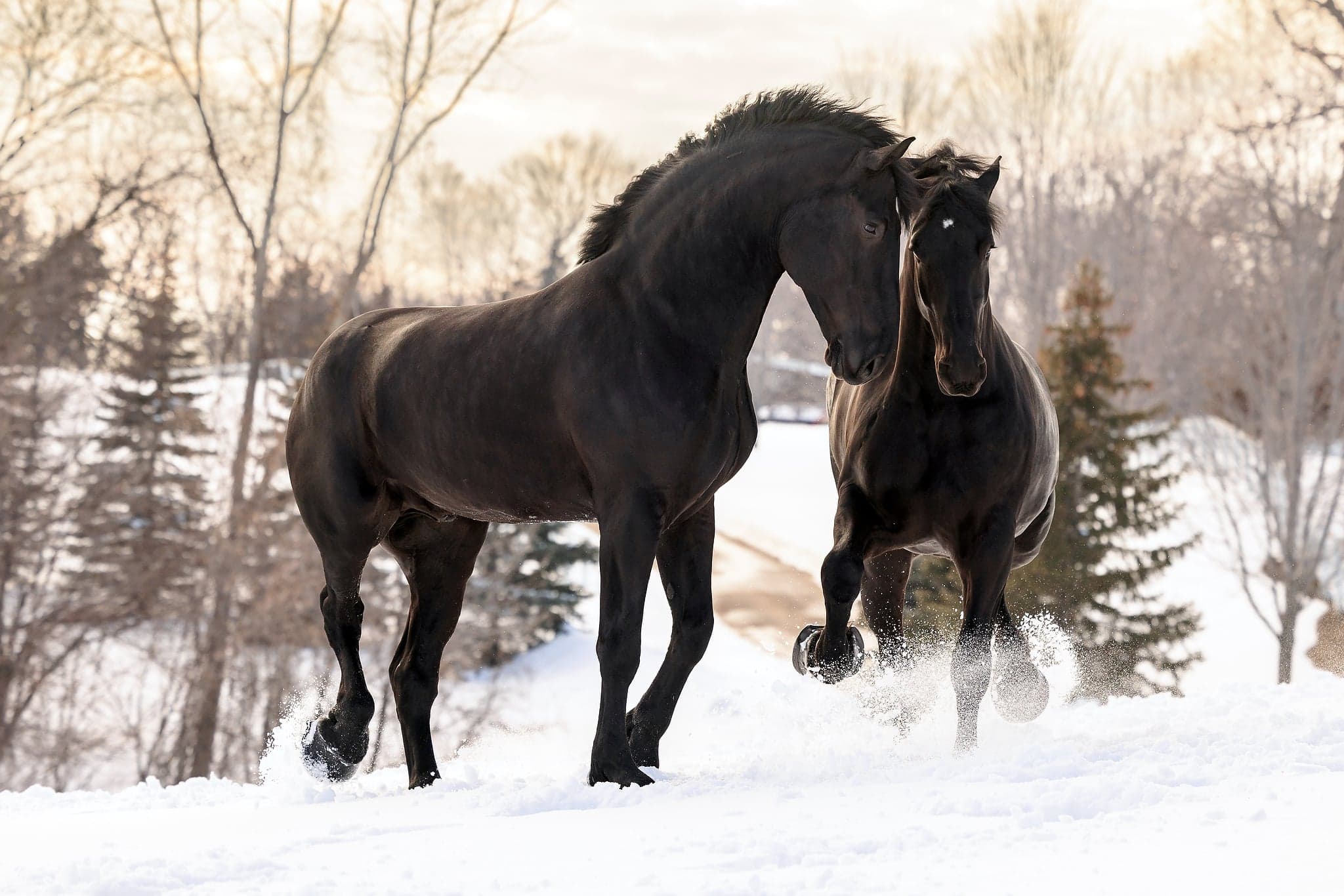 Percheron draft horse